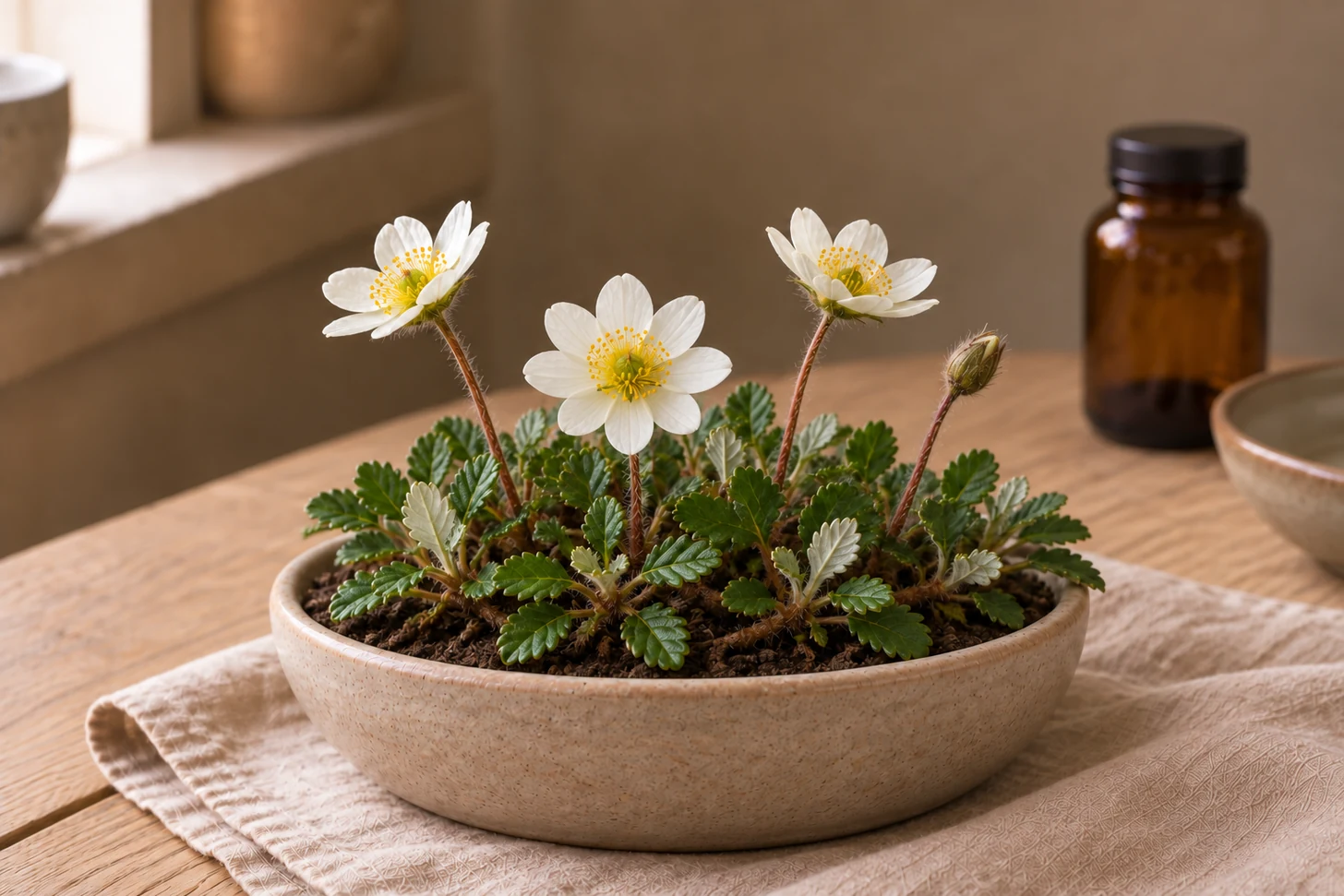Fjällsippa med vita blommor, låga rundtandade blad och håriga blomskaft i en vid beige kruka på linne i mjukt fönsterljus.