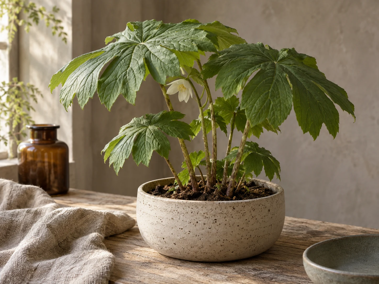 AI-genererad illustration av Fotblad (Podophyllum peltatum L.) i Växttraditions bildmiljö.