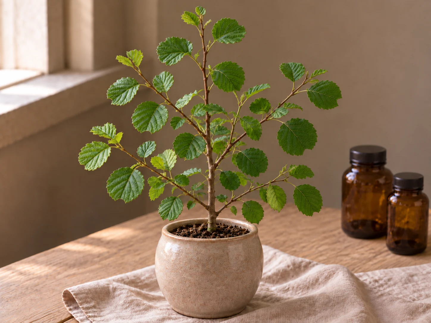 Klibbal med rundade gröna blad på en förgrenad liten planta i en beige keramikkruka.