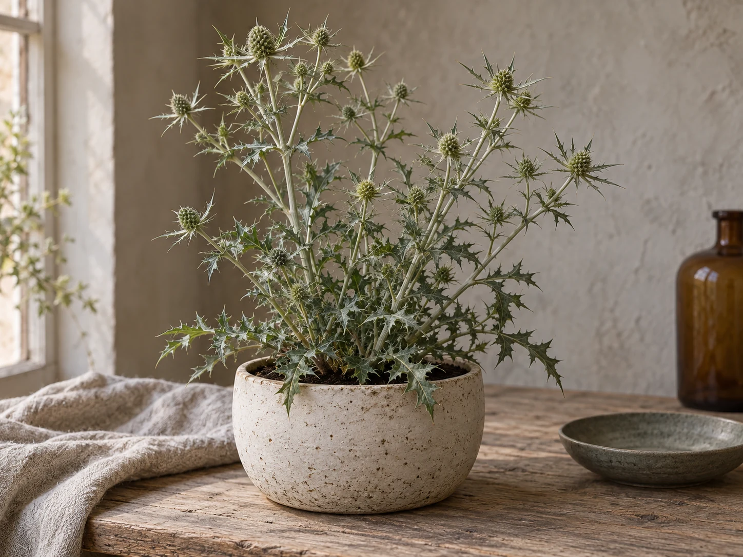 AI-genererad illustration av fältmartorn (Eryngium campestre L.) i Växttraditions bildmiljö.