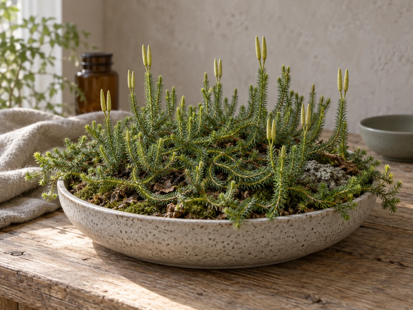 AI-genererad illustration av Mattlummer (Lycopodium clavatum L.) i Växttraditions bildmiljö.