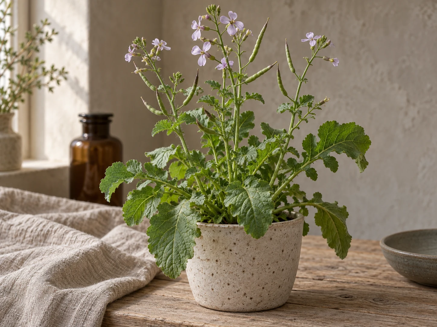 AI-genererad illustration av Rättika (Raphanus sativus L.) i Växttraditions bildmiljö.