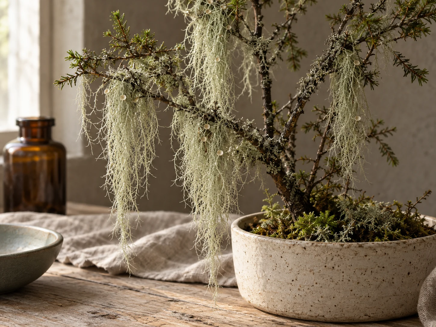 AI-genererad illustration av Skägglavar (Usnea spp.) i Växttraditions bildmiljö.