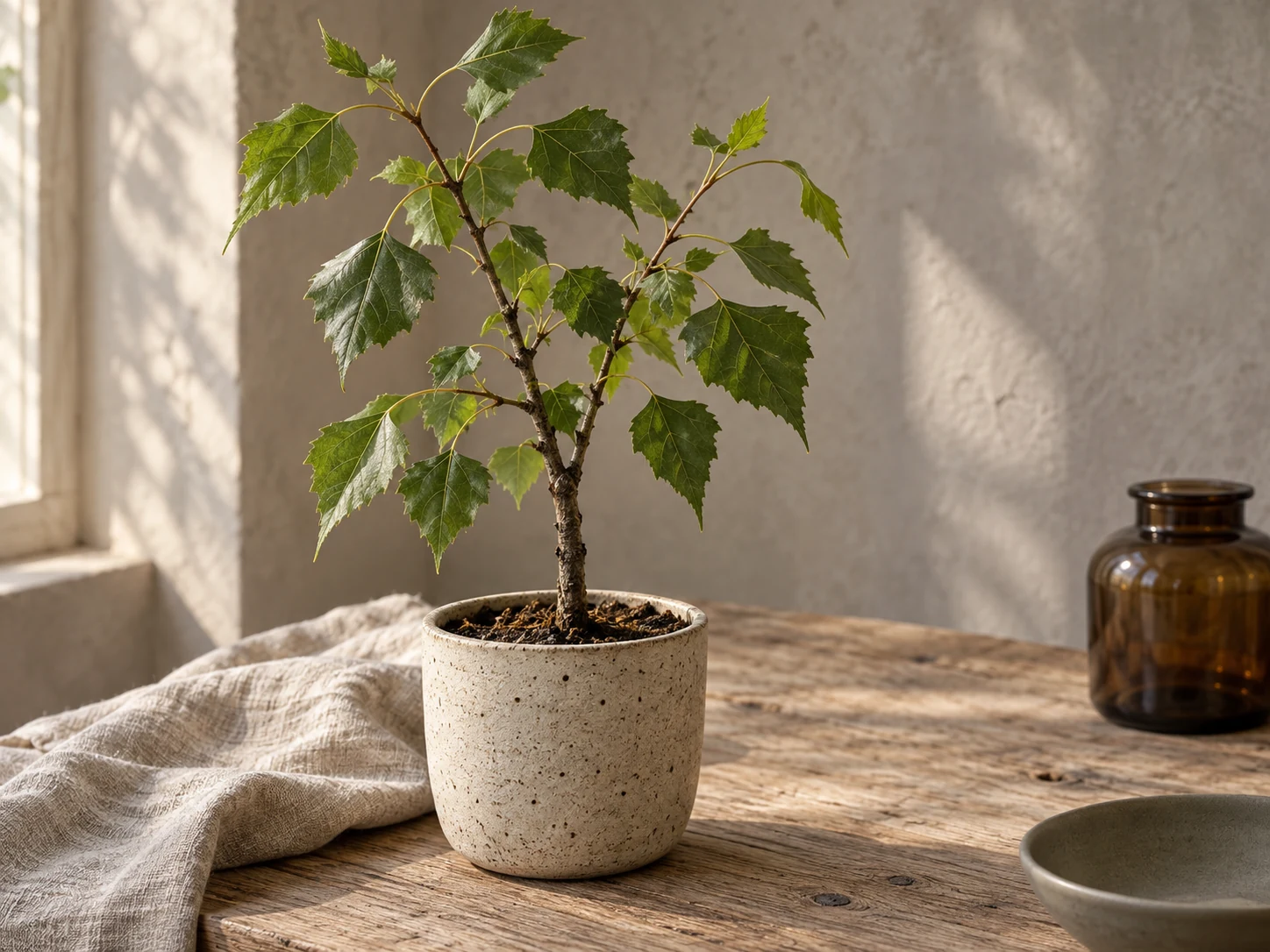 AI-genererad illustration av Svartpoppel (Populus nigra L.) i Växttraditions bildmiljö.